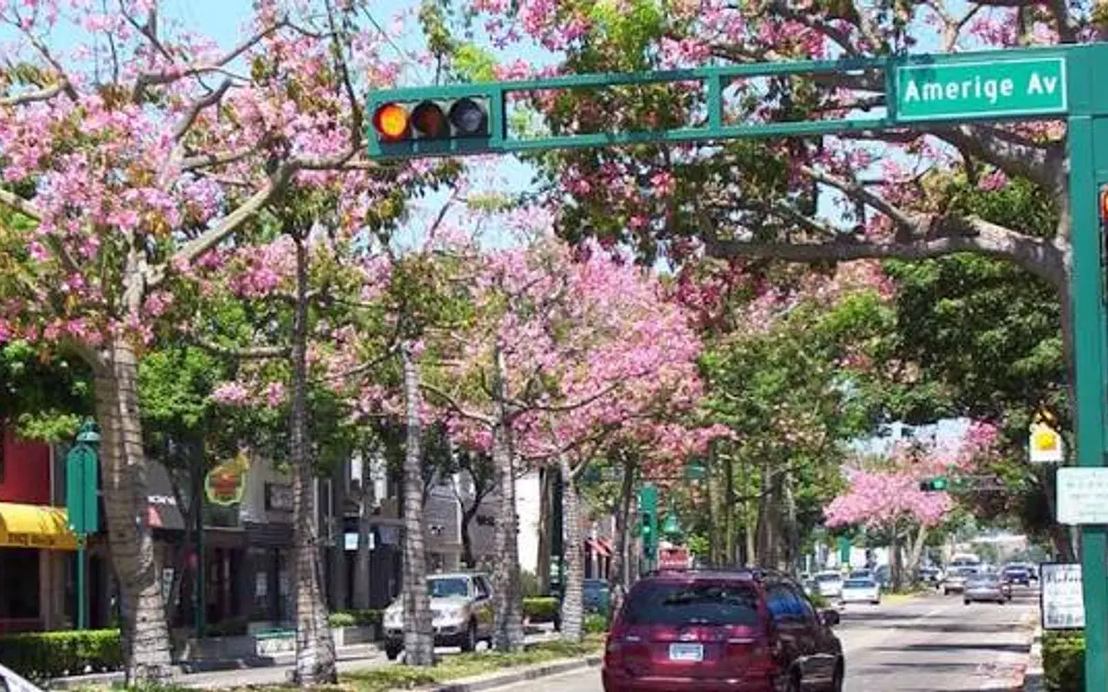 Flowering jacaranda trees along Amerige Ave in downtown Fullerton, CA Flowering jacaranda trees along Amerige Ave in downtown Fullerton, CA